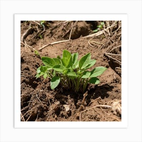 Small Plant Growing In The Dirt Art Print