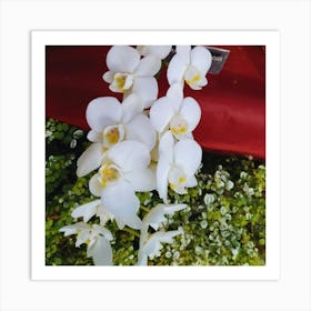 White Orchids 8 Art Print