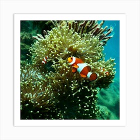 Clownfish In Anemone Art Print