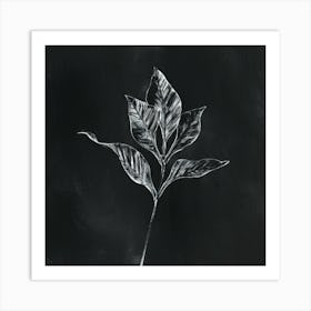 Black And White Leaf Art Print