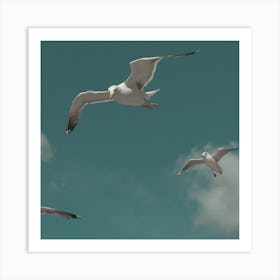 Seagulls In The Sky At The Beach  Pastel Colour Animal Photography Square Art Print