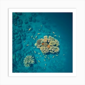 Coral Reefs In The Red Sea Art Print