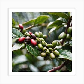 Coffee Beans On The Tree 8 Art Print