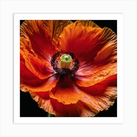 Ethereal poppy flower 3 Art Print