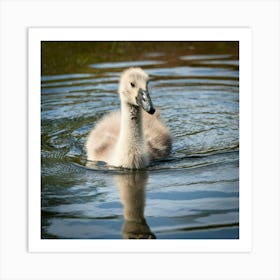 Swan photo 7 Art Print