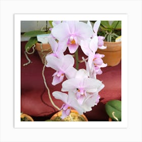 Orchids 13 Art Print