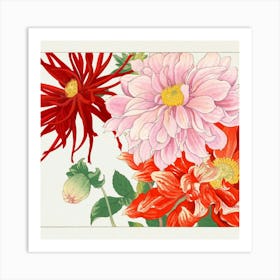 Dahlias 1 Art Print