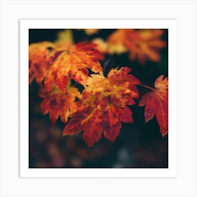 Autumn Leaves Art Print