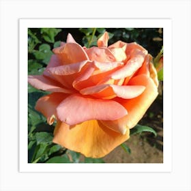 Peach Rose Art Print