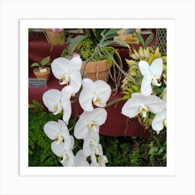 Orchids 18 Art Print