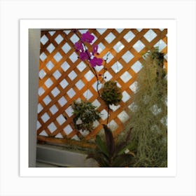 Ferns And Orchids Art Print