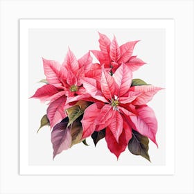 Poinsettia 8 Art Print