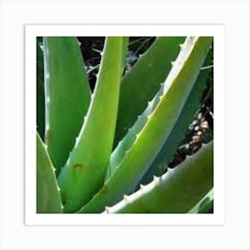 Aloe Vera Art Print