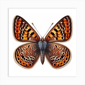 Butterfly of Heteropterys morpheus 1 Art Print