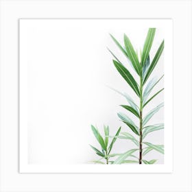 Green Plant Isolated On White Background Art Print