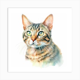 Pixie Bob Cat Portrait 3 Art Print