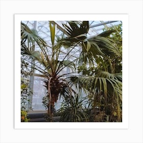 Palm Tree In A Greenhouse Art Print