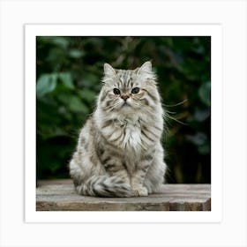 Persian Cat Art Print