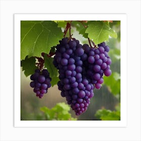 A Grapevine Hangs With Beautiful Grapes Art Print