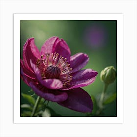 Clematis Flower 1 Art Print