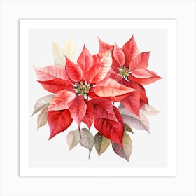 Poinsettia 9 Art Print