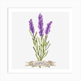 Lavender botanical drawing Art Print