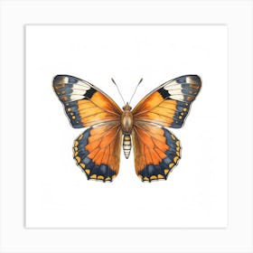 Butterfly 28 Art Print