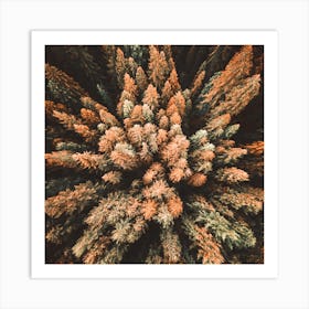 Aerial View Of Pine Trees 1 Art Print