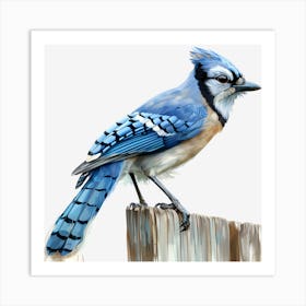 Blue Jay 1 Art Print