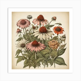 Echinacea Spices And Herbs Retro Drawing Art Print 1 Art Print