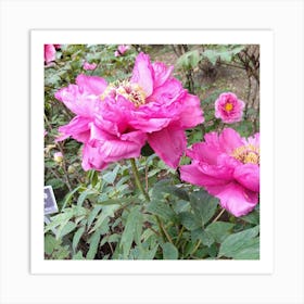 Pink Peonies 2 Art Print