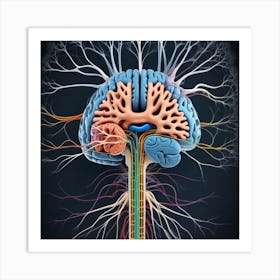 Brain Anatomy 11 Art Print