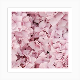 Pink Hydrangea Blossom Square Art Print
