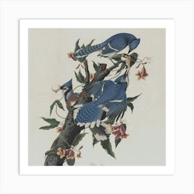 Blue Jays Art Print