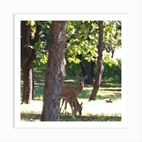 les gazelles dans un park Art Print