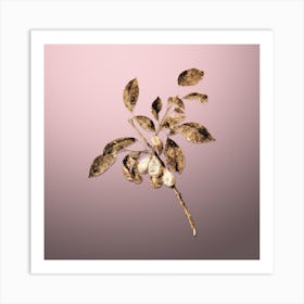 Gold Botanical Plum on Rose Quartz n.3765 Art Print