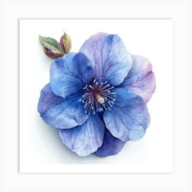 Blue Clematis Flower Art Print