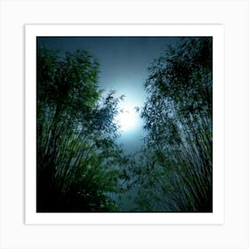 Firefly 8k, Top Quality, Live Action, Center, Dark, Night, Midnight, Starry Sky, Bamboo, Dense, Fog, (2) Art Print