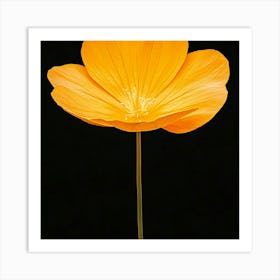 Orange Poppy Art Print