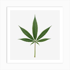 Marijuana Leaf On Black Background Art Print