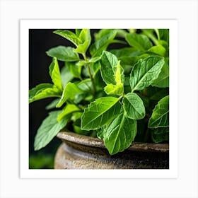 Fresh Mint Leaves In A Pot Art Print