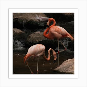 Flamingos Art Print