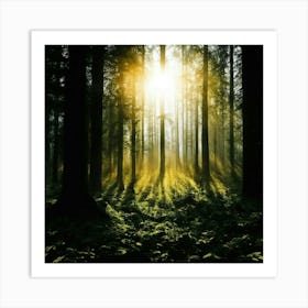 Forest At Sunrise Art Print