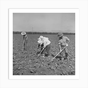 Untitled Photo, Possibly Related To San Benito, California, Japanese Americans Work In Field While They Wait For Final 1 Art Print