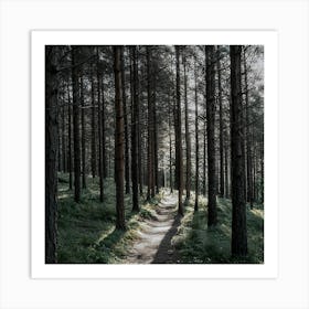 Path In The Woods Art Print