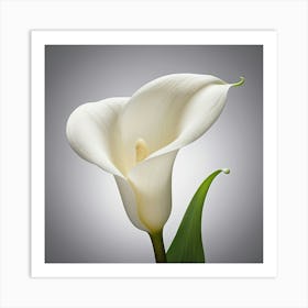 White Calla Lily Art Print