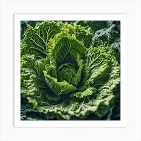 Cabbage In The Garden Art Print