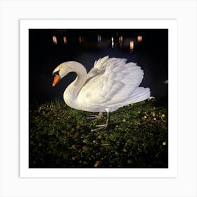 Swan At Night Art Print