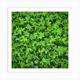 Green Leaves In A Garden Art Print