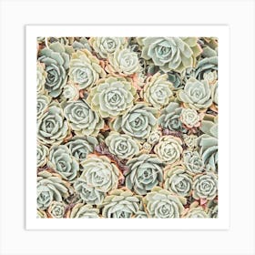 Echeveria Succulent Square Art Print